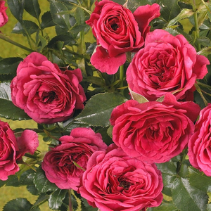 Густо-розовая - Почвопокровная роза 